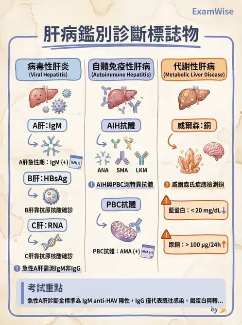 內專 - 急性肝炎、脂肪肝與其他肝病 - AI 圖文解析預覽
