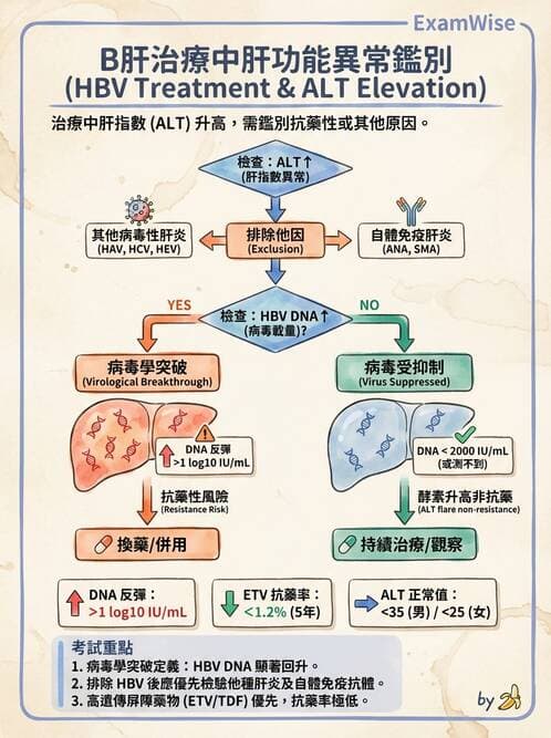 內專 - B型肝炎 - AI 圖文解析預覽
