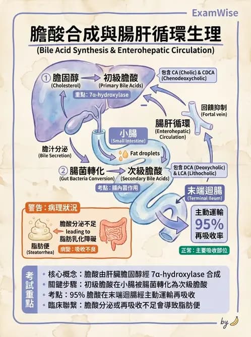 內專 - 膽道疾病與膽酸生理 - AI 圖文解析預覽
