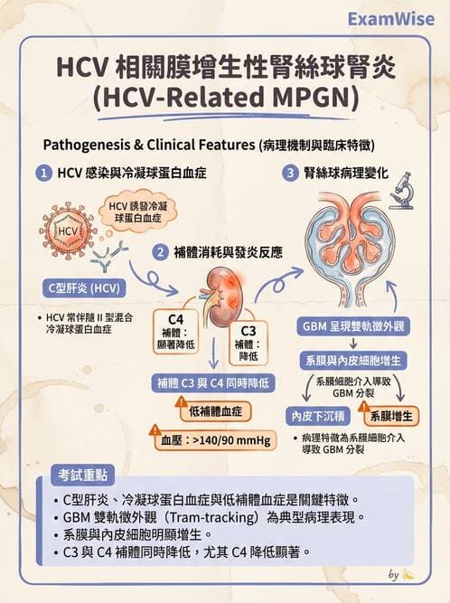 內專 - 繼發性腎絲球腎炎 - AI 圖文解析預覽