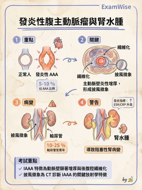 內專 - 多囊腎與腎結石 - AI 圖文解析預覽