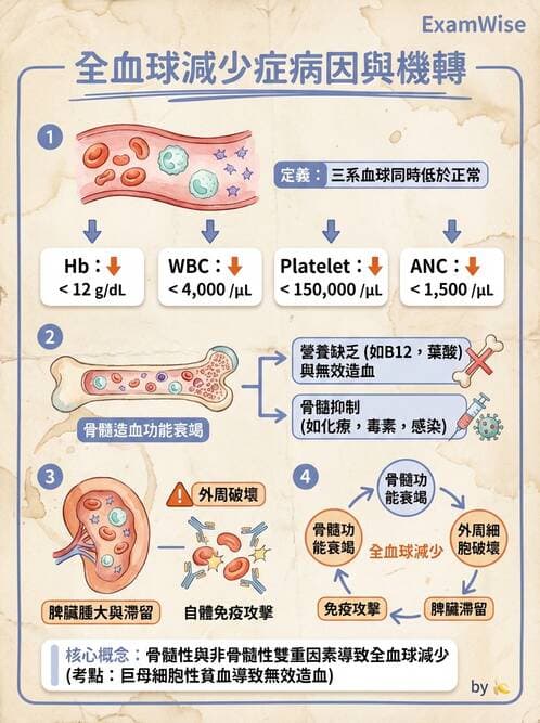 內專 - 各型貧血 - AI 圖文解析預覽