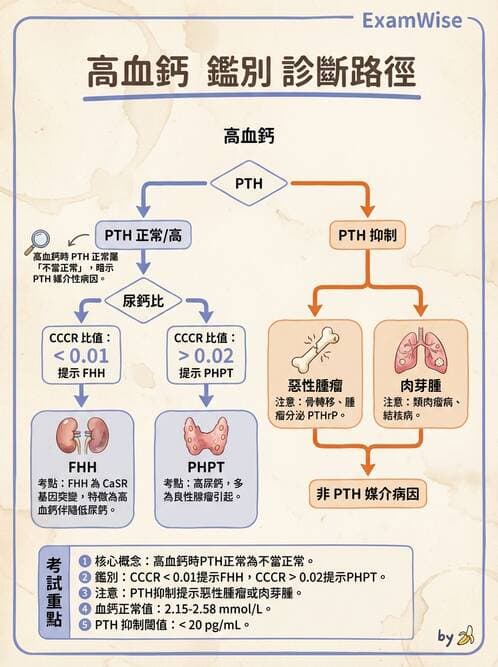 內專 - 副甲狀腺與鈣代謝異常 - AI 圖文解析預覽