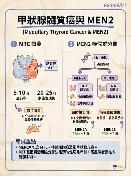 內專 - 甲狀腺疾病 - AI 圖文解析預覽
