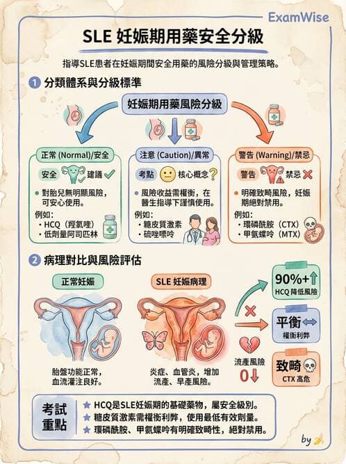 SLE - 全身性紅斑狼瘡 - AI 圖文解析預覽