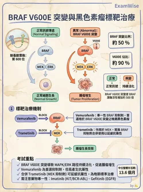 內專 - 免疫與標靶治療 - AI 圖文解析預覽