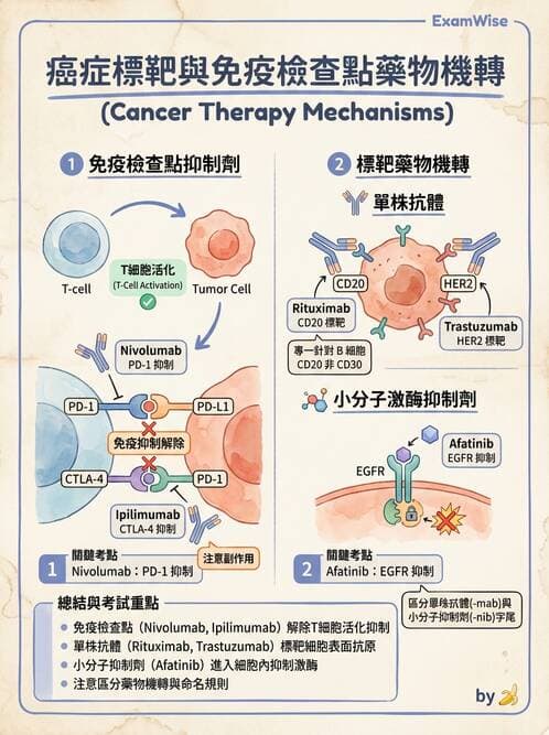 內專 - 免疫與標靶治療 - AI 圖文解析預覽