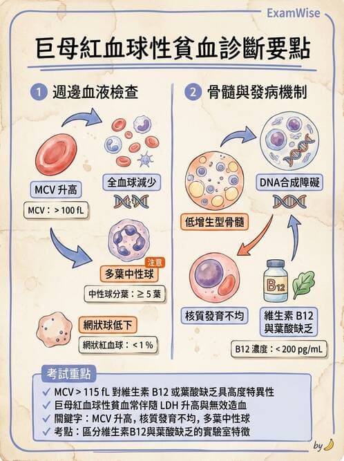 專師 - 血液疾病 - AI 圖文解析預覽