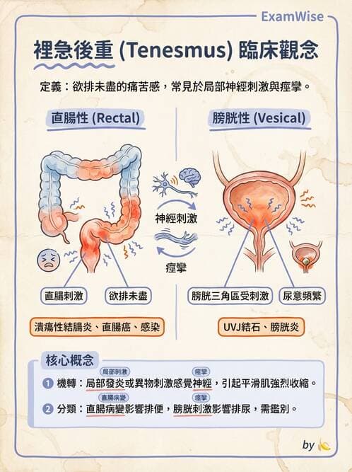 專師 - 腸道疾病與肛門直腸 - AI 圖文解析預覽