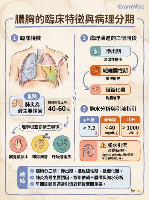專師 - 肋膜疾病 - AI 圖文解析預覽