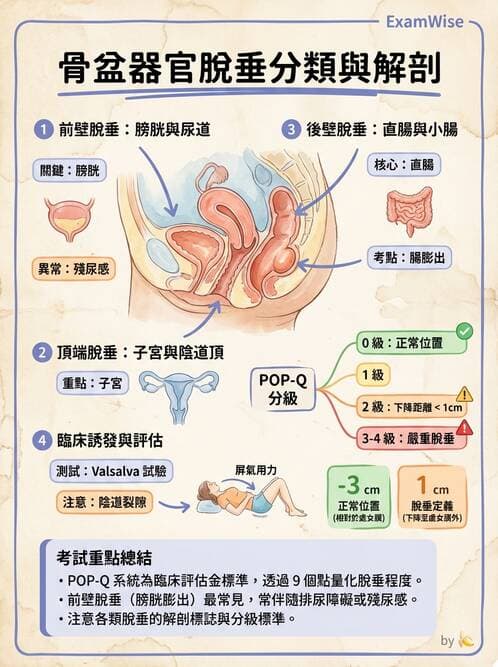 專師 - 尿失禁與排尿障礙 - AI 圖文解析預覽