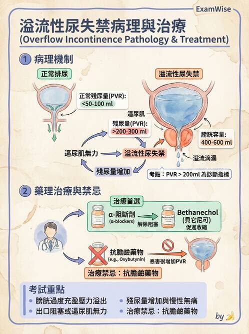 專師 - 尿失禁與排尿障礙 - AI 圖文解析預覽