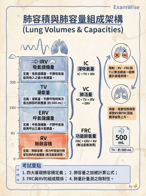 醫檢師 - 肺功能基礎與指標 - AI 圖文解析預覽