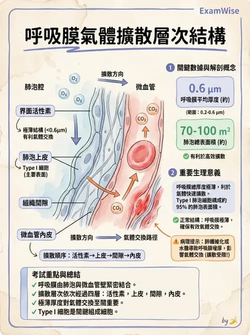 醫檢師 - 肺功能基礎與指標 - AI 圖文解析預覽