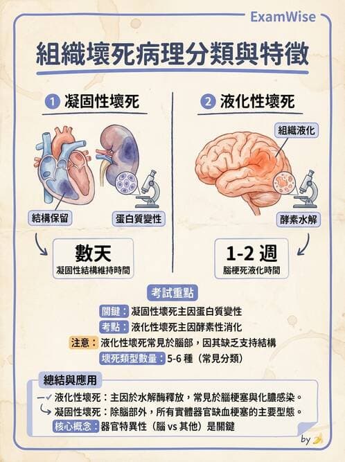 醫檢師 - 細胞傷害、發炎與修復 - AI 圖文解析預覽