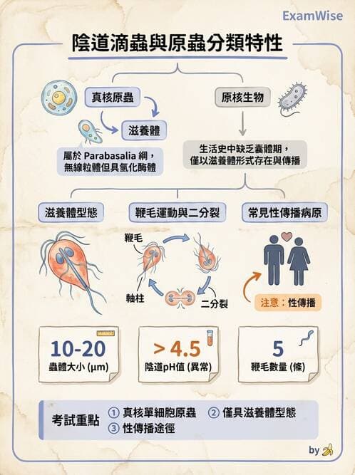 醫檢師 - 感染 - AI 圖文解析預覽