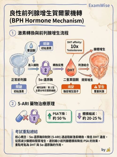 醫檢師 - 腎臟泌尿及男性生殖疾病 - AI 圖文解析預覽