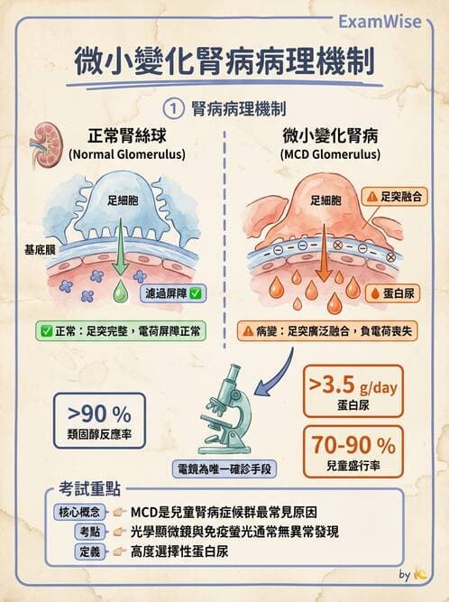 醫檢師 - 腎臟泌尿及男性生殖疾病 - AI 圖文解析預覽
