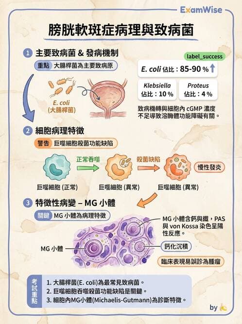 醫檢師 - 腎臟泌尿及男性生殖疾病 - AI 圖文解析預覽