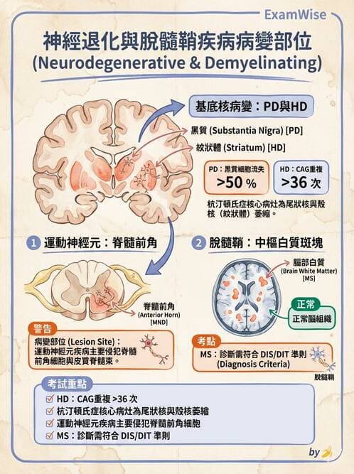 醫檢師 - 神經系統疾病 - AI 圖文解析預覽