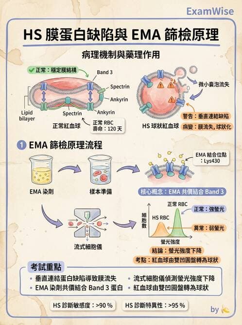 醫檢師 - 溶血性貧血與血色素病變 - AI 圖文解析預覽