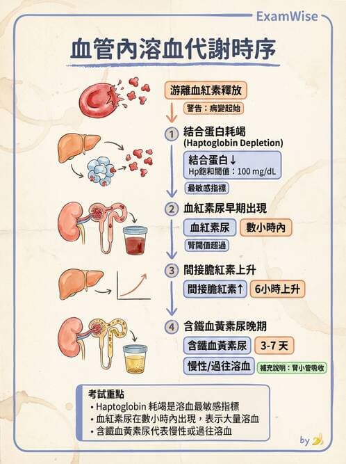 醫檢師 - 溶血性貧血與血色素病變 - AI 圖文解析預覽