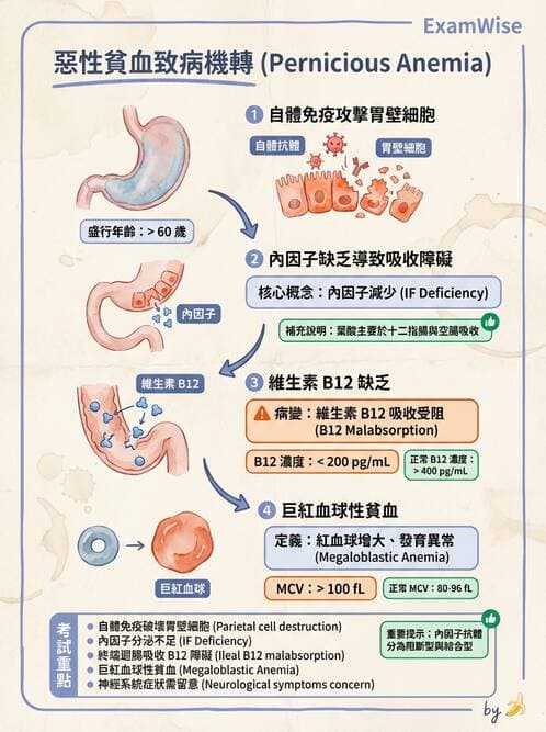 醫檢師 - 貧血診斷與營養缺乏性貧血 - AI 圖文解析預覽