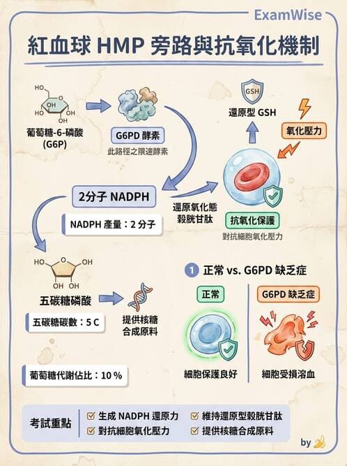 醫檢師 - 紅血球生理與形態 - AI 圖文解析預覽