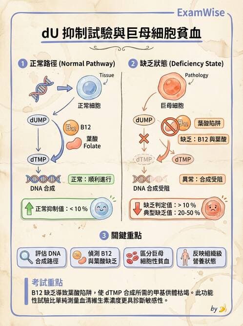 醫檢師 - 貧血診斷與營養缺乏性貧血 - AI 圖文解析預覽