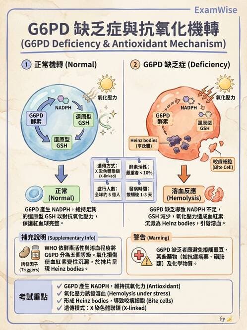 醫檢師 - 溶血性貧血與血色素病變 - AI 圖文解析預覽