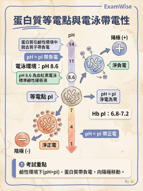 醫檢師 - 紅血球生理與形態 - AI 圖文解析預覽