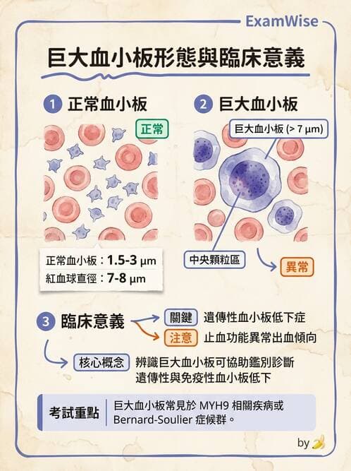 醫檢師 - 血小板與止血生理 - AI 圖文解析預覽
