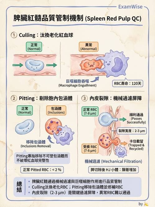 醫檢師 - 紅血球生理與形態 - AI 圖文解析預覽
