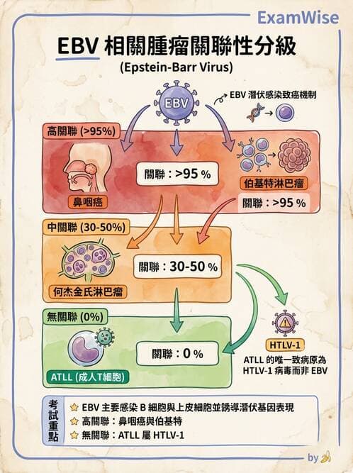 醫檢師 - 淋巴瘤、漿細胞疾病與白血球異常 - AI 圖文解析預覽