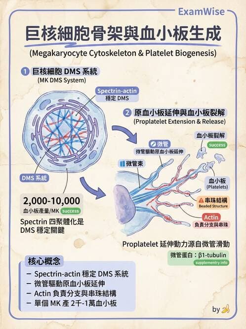 醫檢師 - 血小板與止血生理 - AI 圖文解析預覽