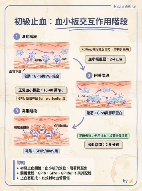 醫檢師 - 血小板與止血生理 - AI 圖文解析預覽