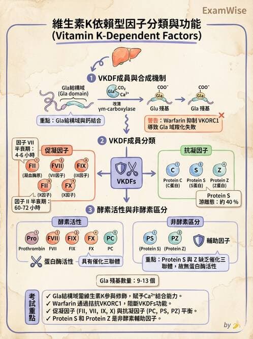 醫檢師 - 凝血因子與凝血檢驗 - AI 圖文解析預覽