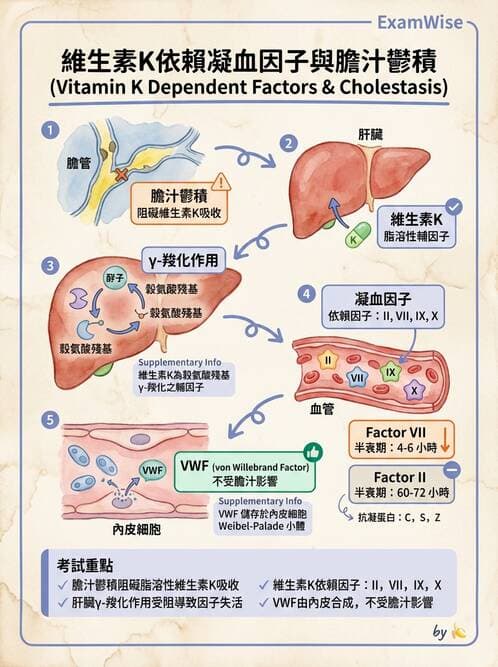 醫檢師 - 凝血因子與凝血檢驗 - AI 圖文解析預覽