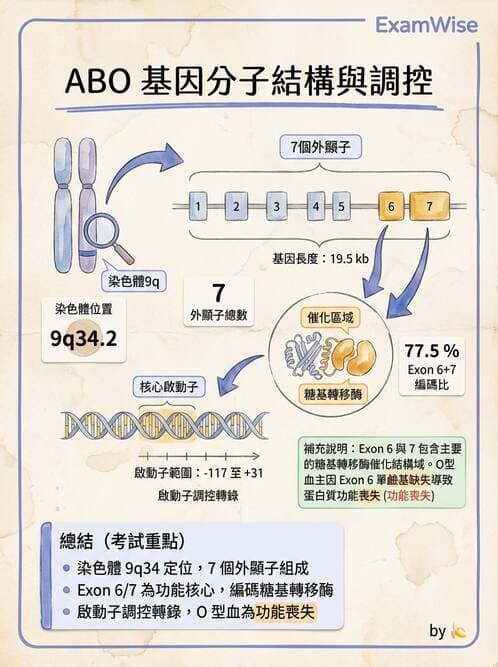 醫檢師 - 紅血球抗原與血型系統 - AI 圖文解析預覽