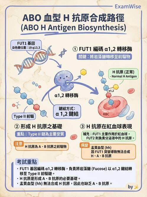 醫檢師 - 紅血球抗原與血型系統 - AI 圖文解析預覽