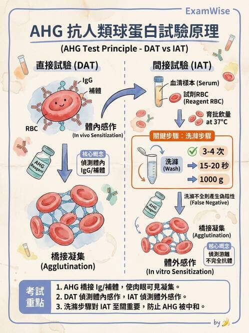 醫檢師 - 紅血球抗原與血型系統 - AI 圖文解析預覽