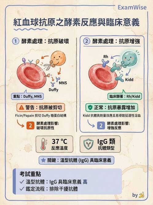 醫檢師 - 紅血球抗原與血型系統 - AI 圖文解析預覽