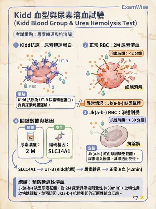 醫檢師 - 紅血球抗原與血型系統 - AI 圖文解析預覽