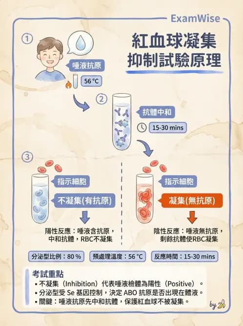 醫檢師 - 紅血球抗原與血型系統 - AI 圖文解析預覽