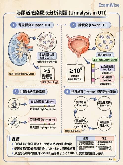 醫檢師 - 尿液化學檢驗 - AI 圖文解析預覽