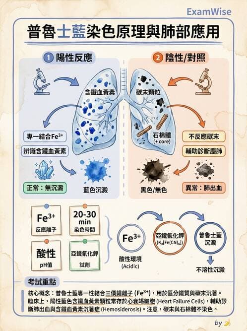 醫檢師 - 痰液一般鏡檢 - AI 圖文解析預覽