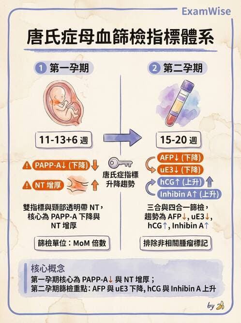 醫檢師 - 懷孕試驗 - AI 圖文解析預覽