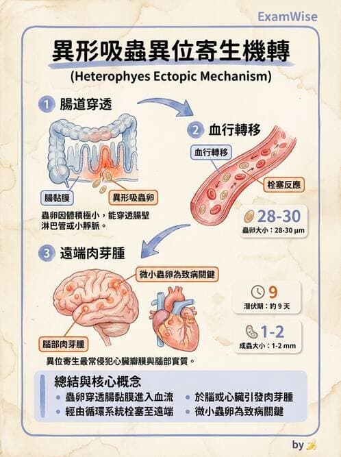醫檢師 - 寄生蟲檢查-蠕蟲類 - AI 圖文解析預覽
