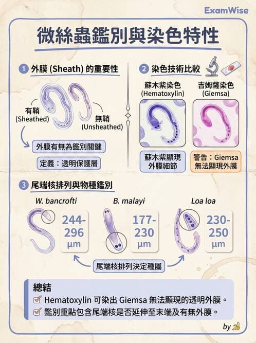 醫檢師 - 寄生蟲檢查-蠕蟲類 - AI 圖文解析預覽