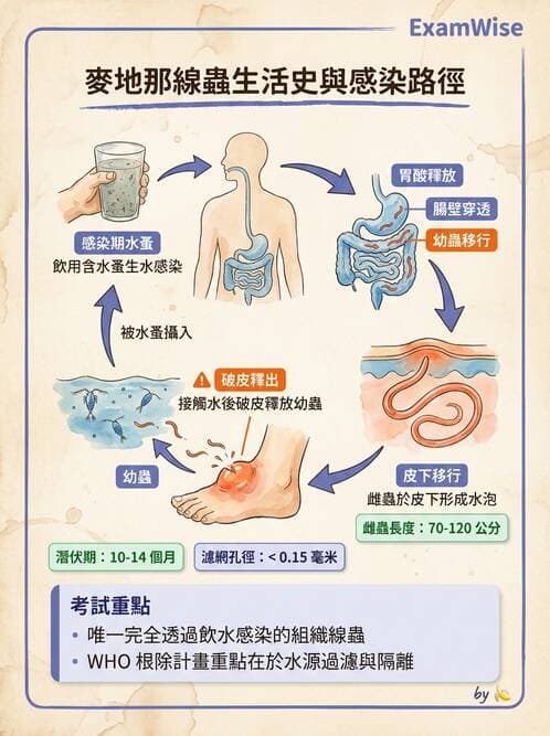 醫檢師 - 寄生蟲檢查-蠕蟲類 - AI 圖文解析預覽